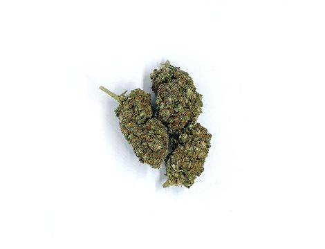 Sativa Poland Susz CBD Super Jamaica - 5